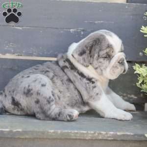 Sparky, American Bulldog Puppy