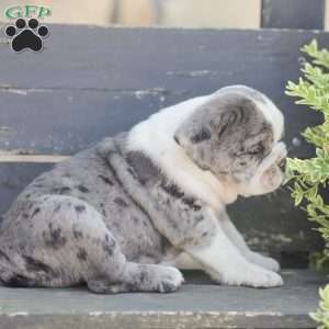 Sparky, American Bulldog Puppy
