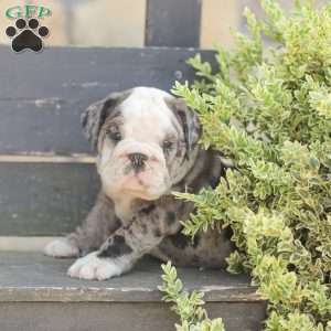 Smokey, American Bulldog Puppy