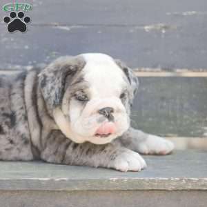 Smokey, American Bulldog Puppy