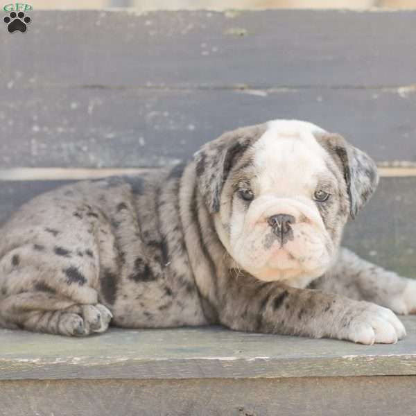 Smokey, American Bulldog Puppy