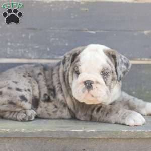 Smokey, American Bulldog Puppy