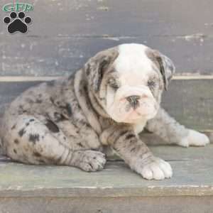 Smokey, American Bulldog Puppy