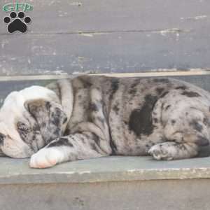 Smokey, American Bulldog Puppy