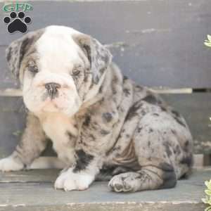 Smokey, American Bulldog Puppy