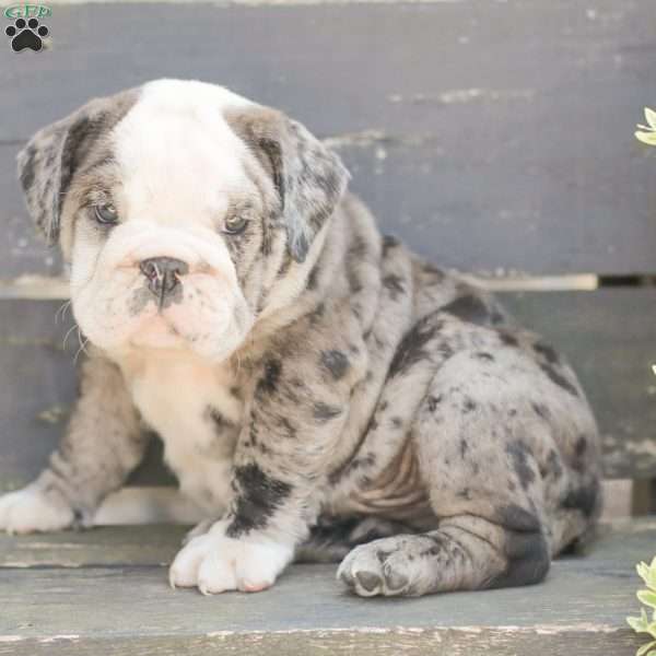 Smokey, American Bulldog Puppy