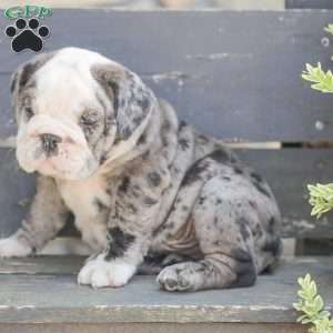 Smokey, American Bulldog Puppy