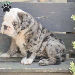 Smokey, American Bulldog Puppy