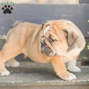 Caramel, American Bulldog Puppy