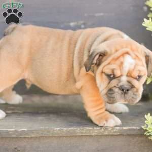 Caramel, American Bulldog Puppy