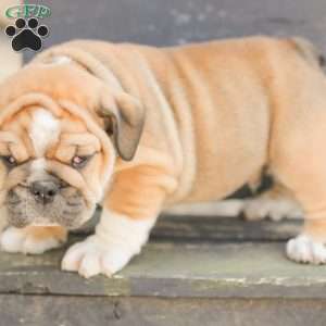 Caramel, American Bulldog Puppy