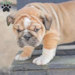 Caramel, American Bulldog Puppy