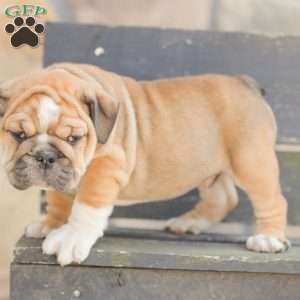 Caramel, American Bulldog Puppy