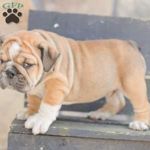 Caramel, American Bulldog Puppy