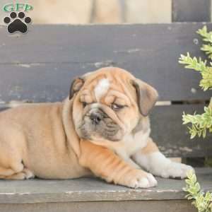 Caramel, American Bulldog Puppy