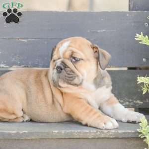 Caramel, American Bulldog Puppy