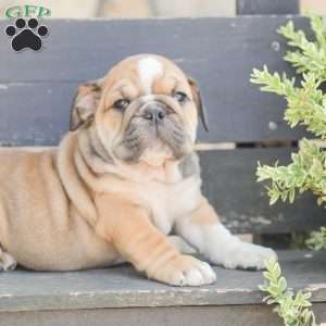 Caramel, American Bulldog Puppy