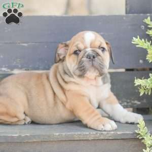 Caramel, American Bulldog Puppy