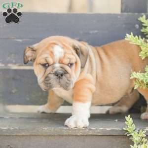 Caramel, American Bulldog Puppy