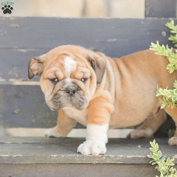 Caramel, American Bulldog Puppy