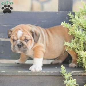 Caramel, American Bulldog Puppy