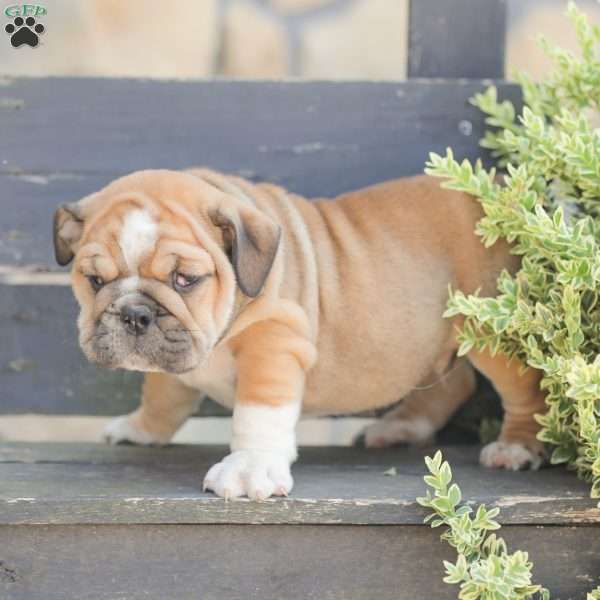 Caramel, American Bulldog Puppy