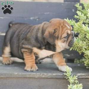 Brindy, American Bulldog Puppy