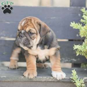 Brindy, American Bulldog Puppy
