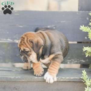 Brindy, American Bulldog Puppy