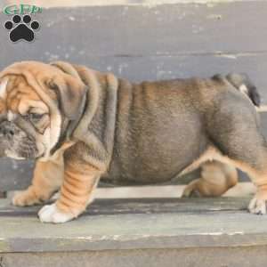 Brindy, American Bulldog Puppy