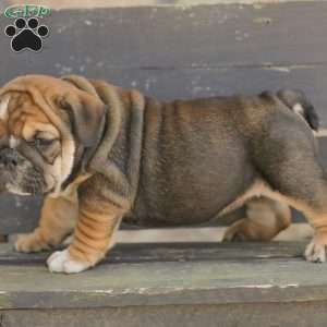 Brindy, American Bulldog Puppy