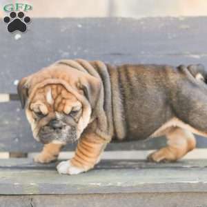 Brindy, American Bulldog Puppy