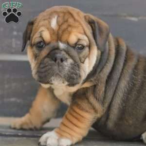 Brindy, American Bulldog Puppy