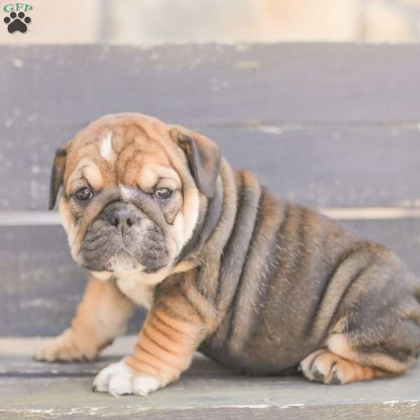 Brindy, American Bulldog Puppy