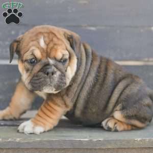 Brindy, American Bulldog Puppy