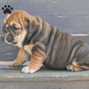 Brindy, American Bulldog Puppy