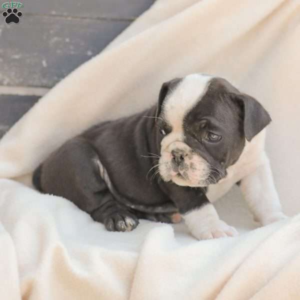 Sheldon, American Bulldog Puppy