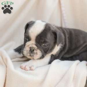 Sheldon, American Bulldog Puppy