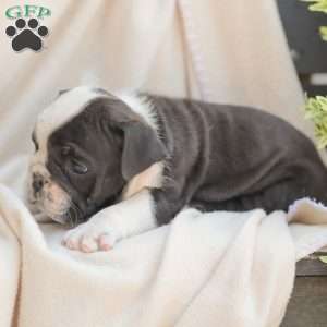 Sheldon, American Bulldog Puppy
