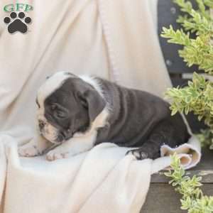 Sheldon, American Bulldog Puppy