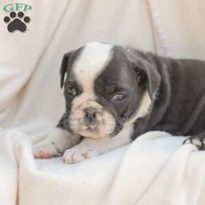 Sheldon, American Bulldog Puppy