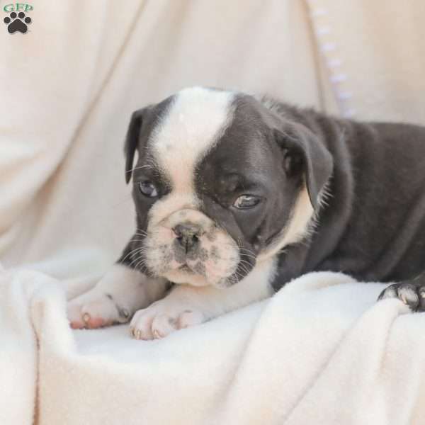 Sheldon, American Bulldog Puppy