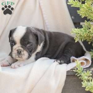 Sheldon, American Bulldog Puppy
