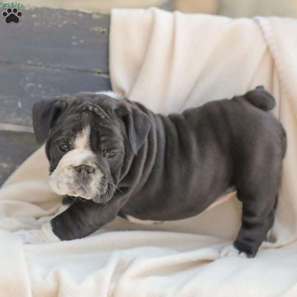 Colleen, American Bulldog Puppy