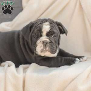 Marley, American Bulldog Puppy