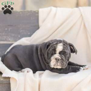 Marley, American Bulldog Puppy