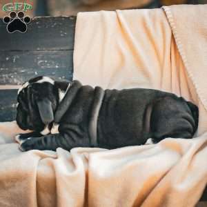 Marley, American Bulldog Puppy