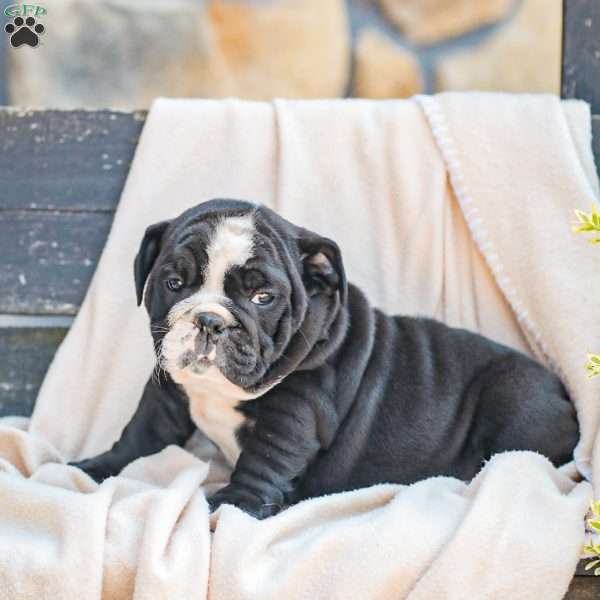 Marley, American Bulldog Puppy