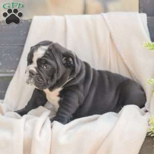 Marley, American Bulldog Puppy