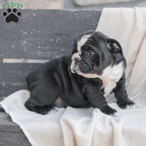 Marley, American Bulldog Puppy